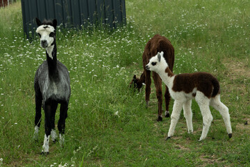 Naklejka premium alpaka tier natur lama familie