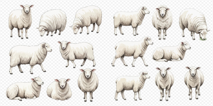 Collection of various sheep poses, including standing, grazing, and resting, on a transparent background.