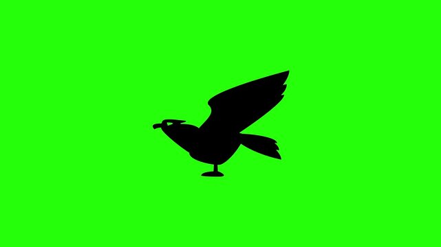 Powerful 4K video showcasing the majestic American bald eagle bird silhouette bouncing cleanly. Classic animal icon for United States freedom and national security.