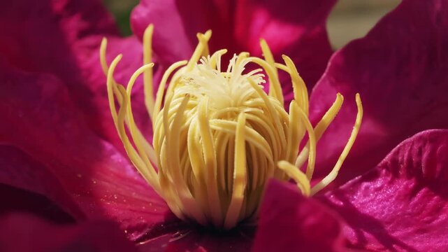 Pink clematis flower close up handheld camera move stock footage