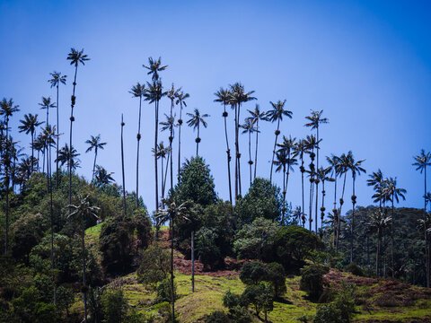 Lush green Colombian landscape featuring tall wax palm trees in the Cocora Valley under a clear sky