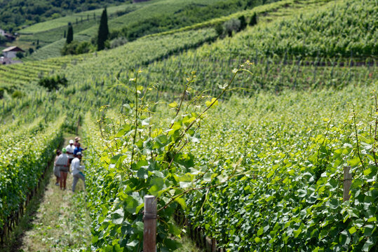 SPLENDIDO VIGNETO VERDEGGIANTE IN COLLINA CON MASI TRADIZIONALI, TIPICO PAESAGGIO RURALE DEL TRENTINO ALTO ADIGE 