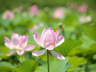 Fototapeta premium ピンク色の古代蓮の花が咲いています
