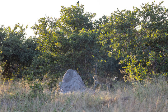 leopard next to termite mount at magotho in Khwai community