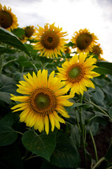 Obraz premium Close up vertical perspective of several blooming sunflowers growing tightly within a lush, rich layer of deep green leaves on an agricultural plantation.