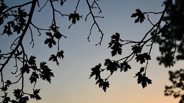 Dark silhouettes of tree branches against a soft gradient evening sky