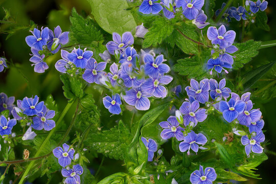 Flowers of  Veronica chamaedrys in the beginning of June.