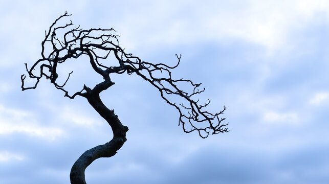 unnatural. A single twisted willow tree with gnarled branches against a plain sky. lifestyle magazines, social media lookbooks, designed for influencer and brand collaborations.