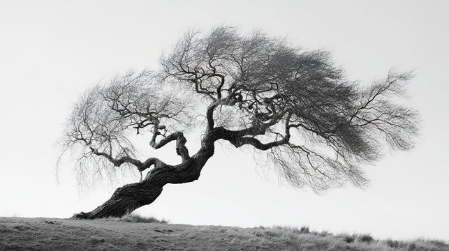 unnatural. A single twisted willow tree with gnarled branches against a plain sky. lifestyle magazines, social media lookbooks, designed for influencer and brand collaborations.