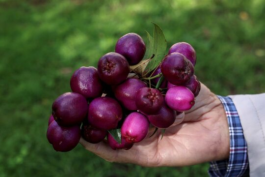 A hand holding a fresh cluster of vibrant purple lilly pilly berries, showcasing the edible fruit of the native Australian Syzygium smithii tree harvested from a lush green garden