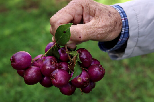 A hand holding a fresh cluster of vibrant purple lilly pilly berries, showcasing the edible fruit of the native Australian Syzygium smithii tree harvested from a lush green garden
