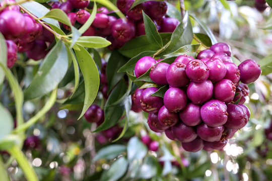 A vibrant cluster of ripe purple lilly pilly berries hanging on the branch, showcasing the edible fruit of the native Australian Syzygium smithii tree growing amidst dense green foliage