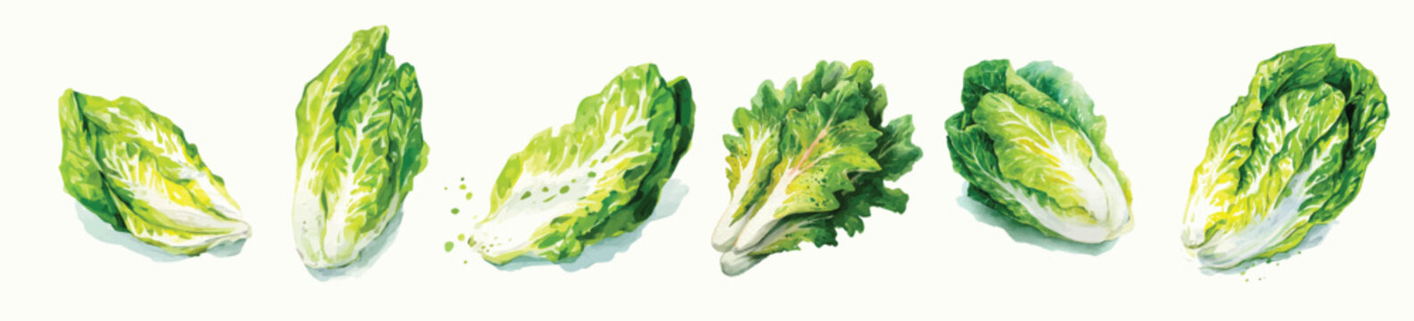 Simple Design drawing, Hand-painted style, An EPS painting design, Vector illustration set, My Watercolor illustration, endive lettuce painting isolated on a white background