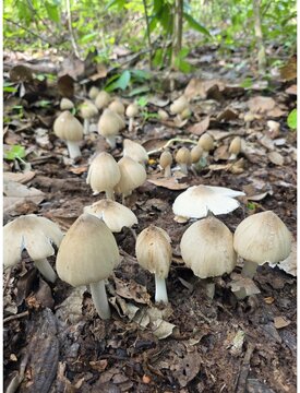 Group of wild white mushrooms growing on ground in lush green forest.