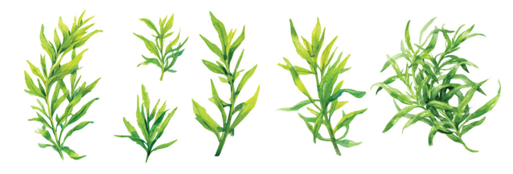 Vector illustration set, My Watercolor illustration, set of fresh tarragon. Watercolor painting isolated on a white background, an EPS painting design, Hand-painted style, vectorized