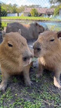 Two adorable capybaras sharing and chewing a large blade of green grass outdoors
