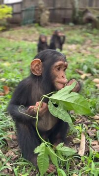 Cute baby chimpanzee sitting on the grass and eating green leaves in a forest