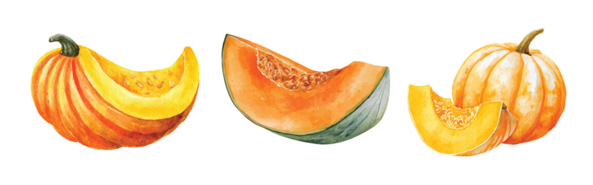 Vector illustration set, My Watercolor illustration, set of pumpkin slices. Watercolor painting isolated on a white background, an EPS painting design, Hand-painted style, vectorized