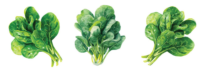 Vector illustration set, My Watercolor illustration, set of spinach bunch. Watercolor painting isolated on a white background, an EPS painting design, Hand-painted style, vectorized © Zizak