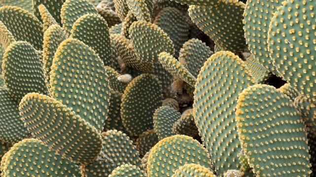 Cactus texture with green pads and yellow spines creates desert plant background