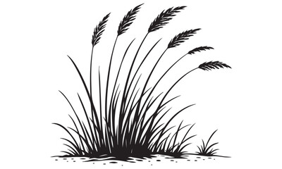 Coastal grasses silhouette, seaside dune vegetation, vector isolated on white © Thi