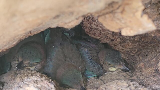 Wild Indian roller bird chicks nesting in tree hollow, young fledglings resting inside natural wood cavity, avian brood huddling in dark forest nest