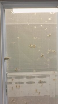 Vertical video. Wide Interior View of Flying Termites Swarming Around Illuminated Mosquito Screen Window at Night, Tropical Insect Infestation Near Home Balcony