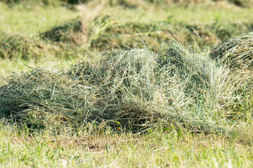 Dry hay on a meadow © ksena32