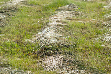 Dry hay on a meadow © ksena32