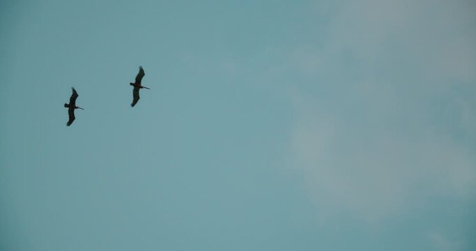 Two pelican birds fly across clear blue evening sky near Caribbean coast in Mexico