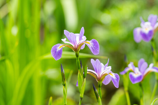 beautiful purple Siberian Iris flowers in a sunny garden. Also known as Siberian