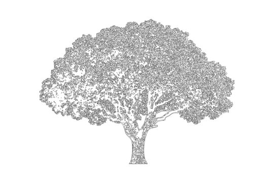 Detailed sketch of a large spreading deciduous tree