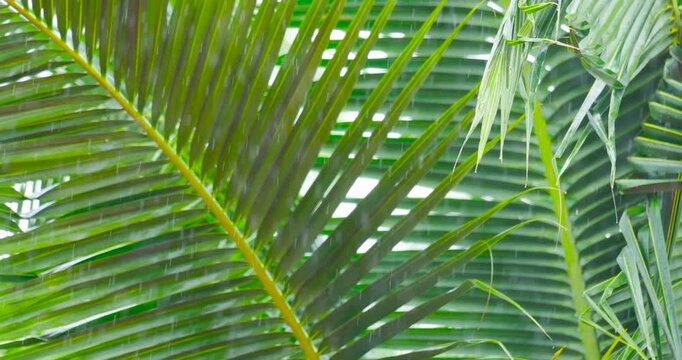 Rainy palm tree leaves