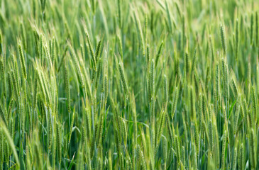 Obraz premium Green barley (cereal) field for abstract nature background.