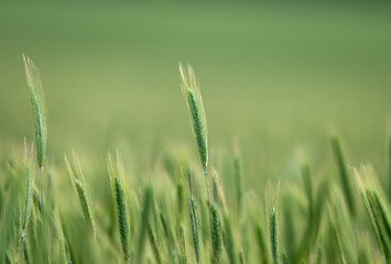 Obraz premium Green barley (cereal) field for abstract nature background.