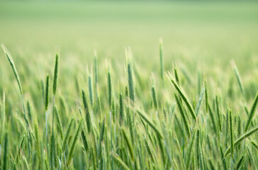 Obraz premium Green barley (cereal) field for abstract nature background.