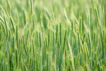 Obraz premium Green barley (cereal) field for abstract nature background.
