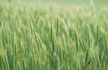 Obraz premium Green barley (cereal) field for abstract nature background.