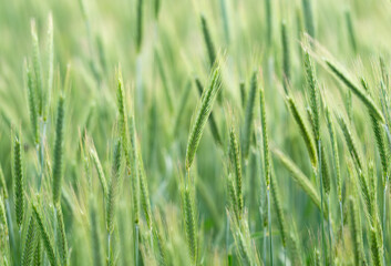 Obraz premium Green barley (cereal) field for abstract nature background.