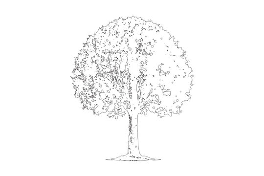 Handdrawn sketch of a deciduous tree