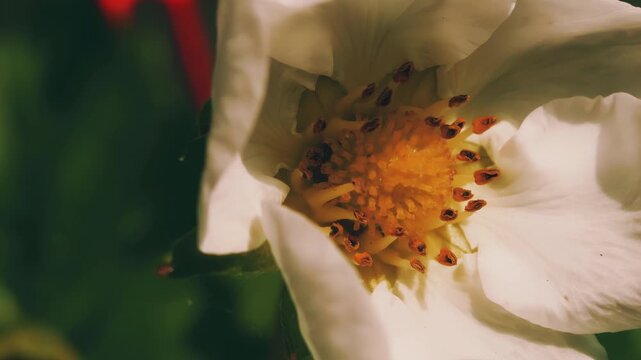 White clematis flower close up handheld camera move stock footage