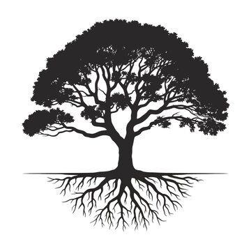 Silhouette of a Large Tree with Visible Root System Keywords: tree, silhouette, roots, nature