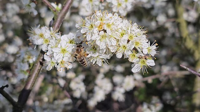 Honey bee pollinating white hawthorn blossom flowers