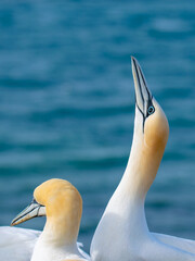 Zwei Basstölpel vor der Nordsee an den Brutkolonien von Helgoland. © Georg