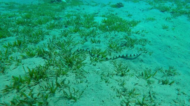 Banded Snake Eel (Myrichthys colubrinus) crawls, wriggles across sandy seabed covered with green Smooth Ribbon Seagrass (Cymodocea rotundata), camera approaches to snake eel from above