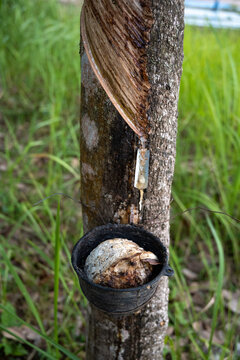 Rubber tree latex collection cup in plantation Thailand