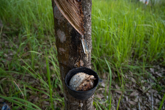 Rubber latex dripping into collection cup Thailand