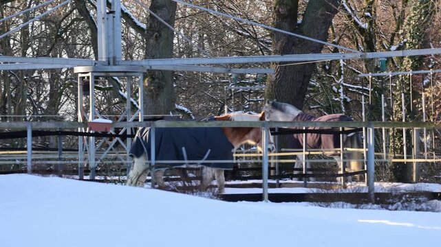 Horses wearing blankets walking on an exerciser in winter