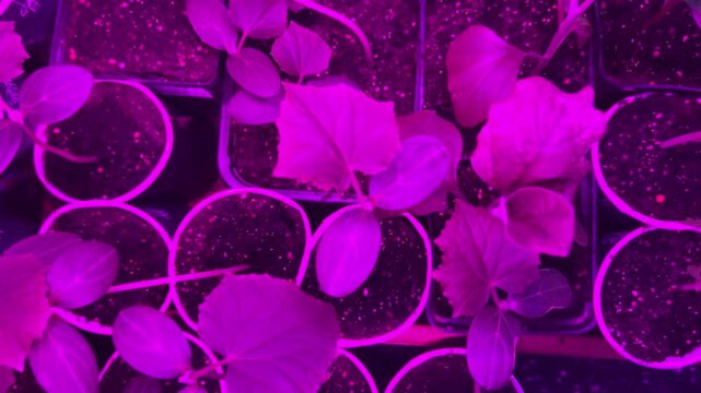 Plants are growing under pink light in small pots. The setting shows various types of seedlings at a gardening setup indoors