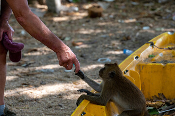 Macaque monkey touching visitors finger beside kayak © Ulysses